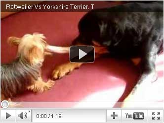 Rottweiler Vs Yorkshire Terrier