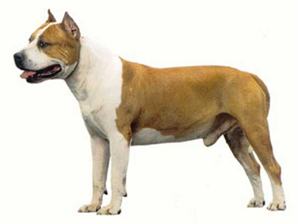 American Staffordshire Terrier dogs