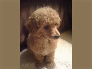 shaved toy poodle